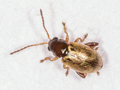 Longitarsus pratensis